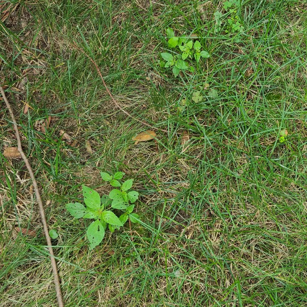 Affordable lawn mowing service in Fairfield, CT - Weed Man