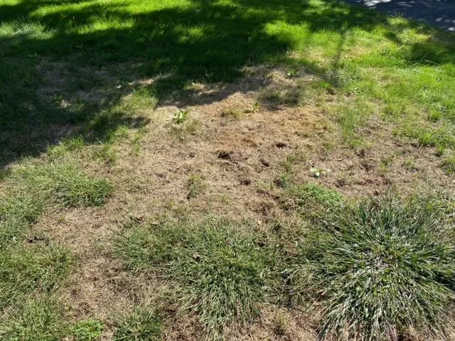 Top-rated yard cleanup service for year-round maintenance across Fairfield, CT - Weed Man