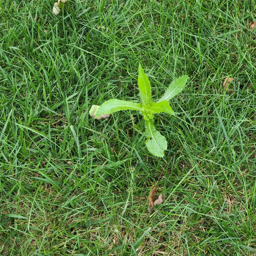 Expert landscape design experts serving Fairfield, CT - Weed Man