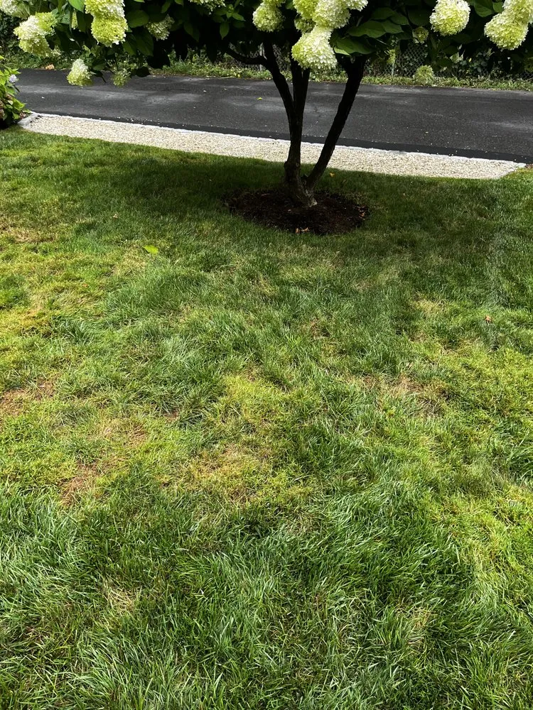 Reliable yard cleanup service experts serving Fairfield, CT - Weed Man