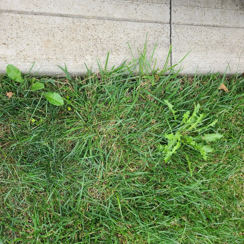 Expert landscaping services for residential properties in Fairfield, CT by Weed Man