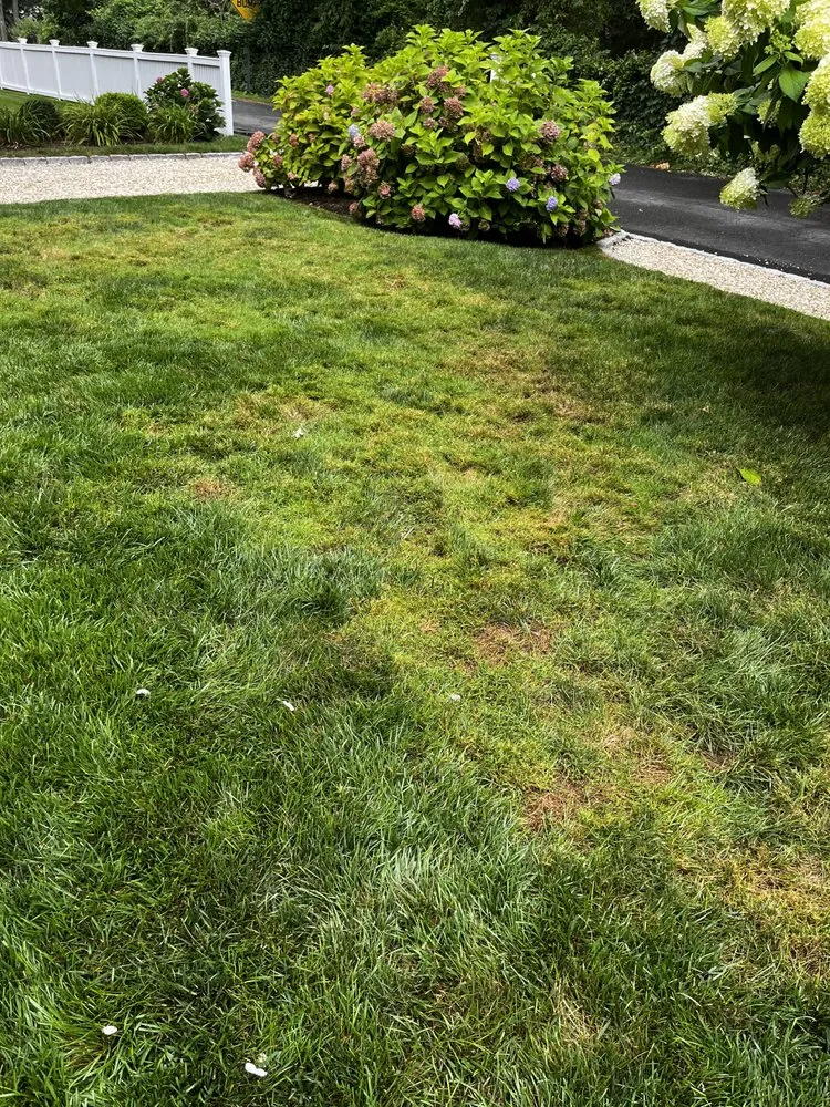 Affordable yard cleanup service experts serving Fairfield, CT - Weed Man