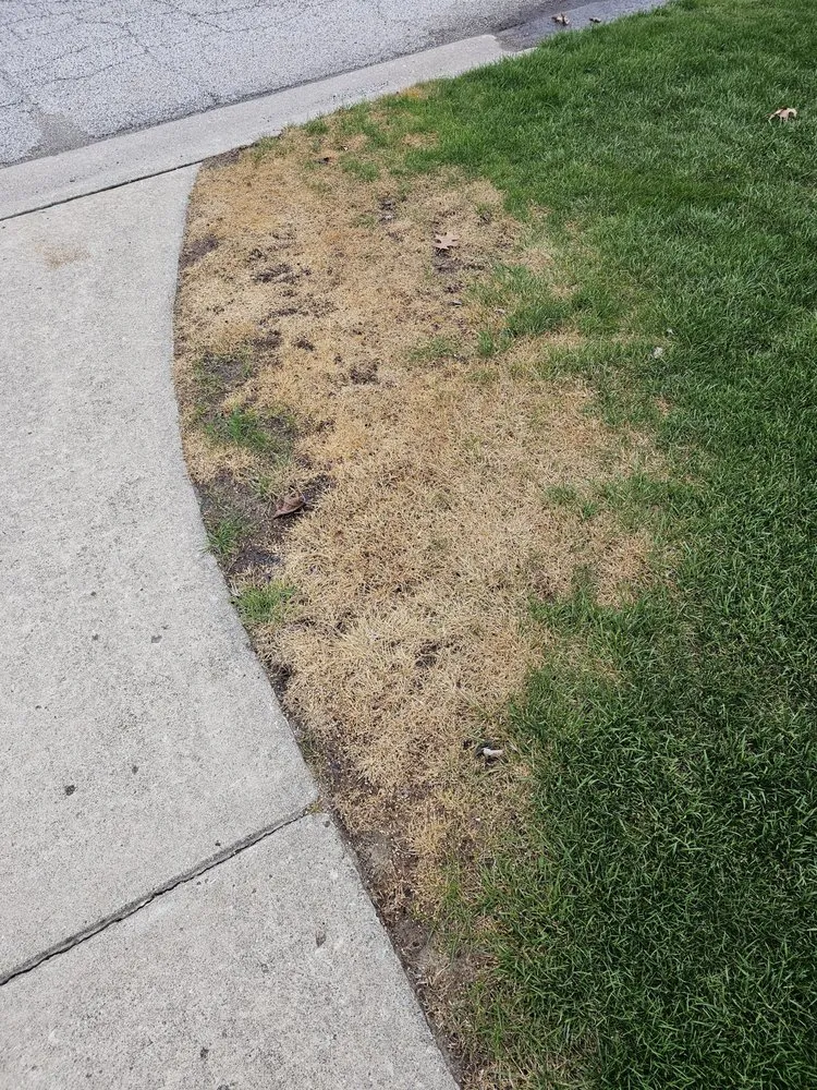 Local outdoor landscaping for year-round maintenance across Fairfield, CT - Weed Man