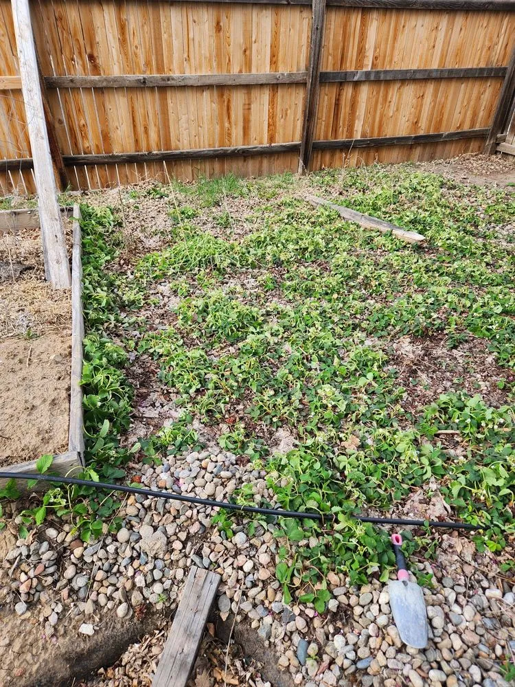 Reliable yard maintenance experts serving Fort Collins, CO - Weed Man