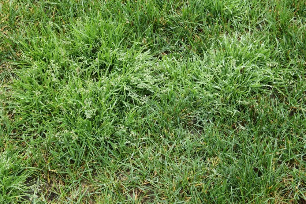 Custom lawn care service in Fresno, CA - Weed Man