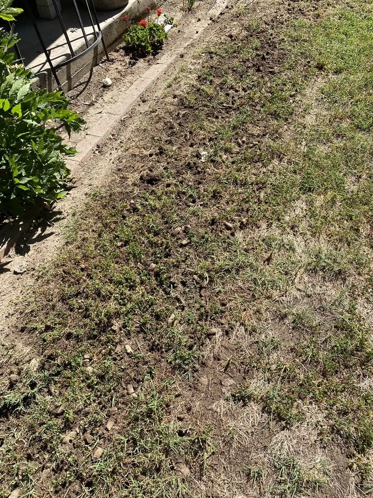 Top-rated lawn care service experts serving Fresno, CA - Weed Man