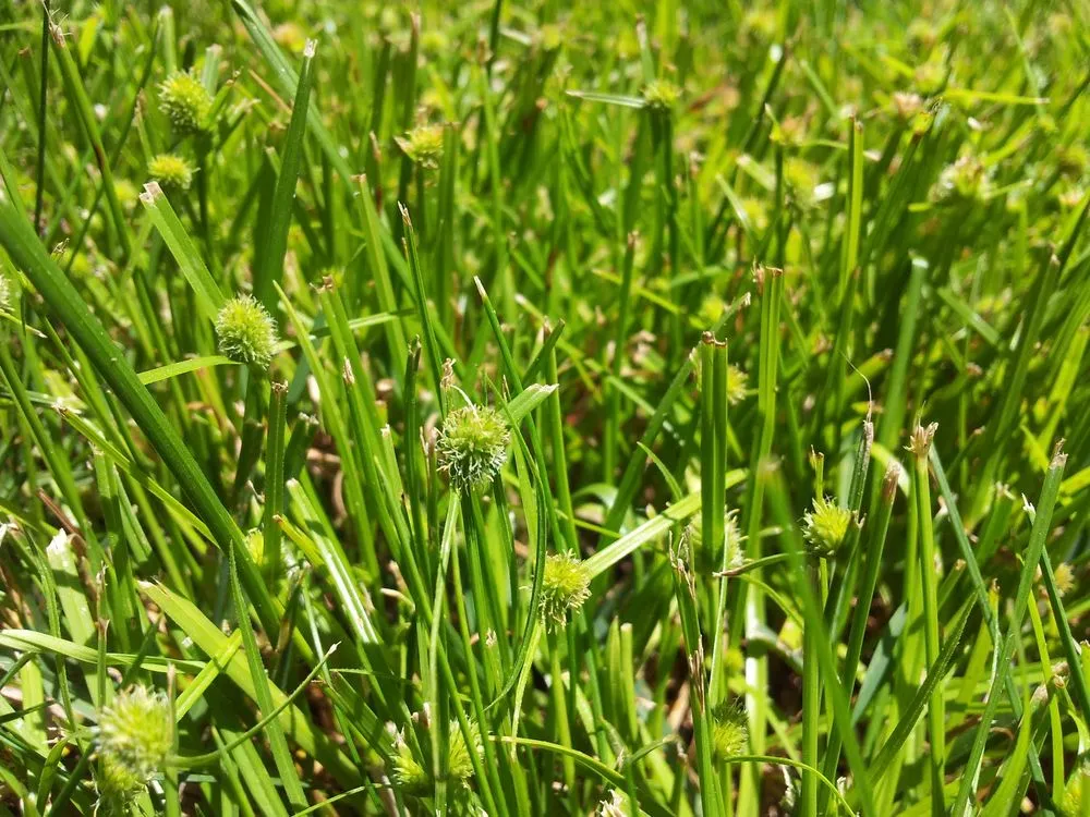 Reliable landscape design in Fresno, CA by Weed Man