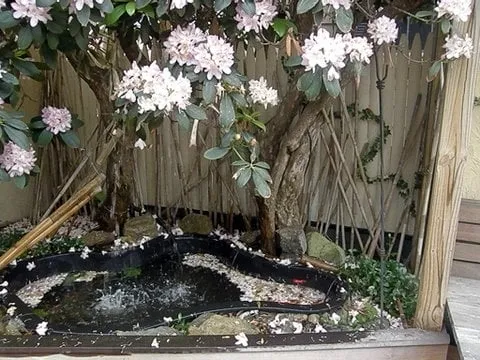 Reliable lawn mowing service in Fresno, CA - Weed Man