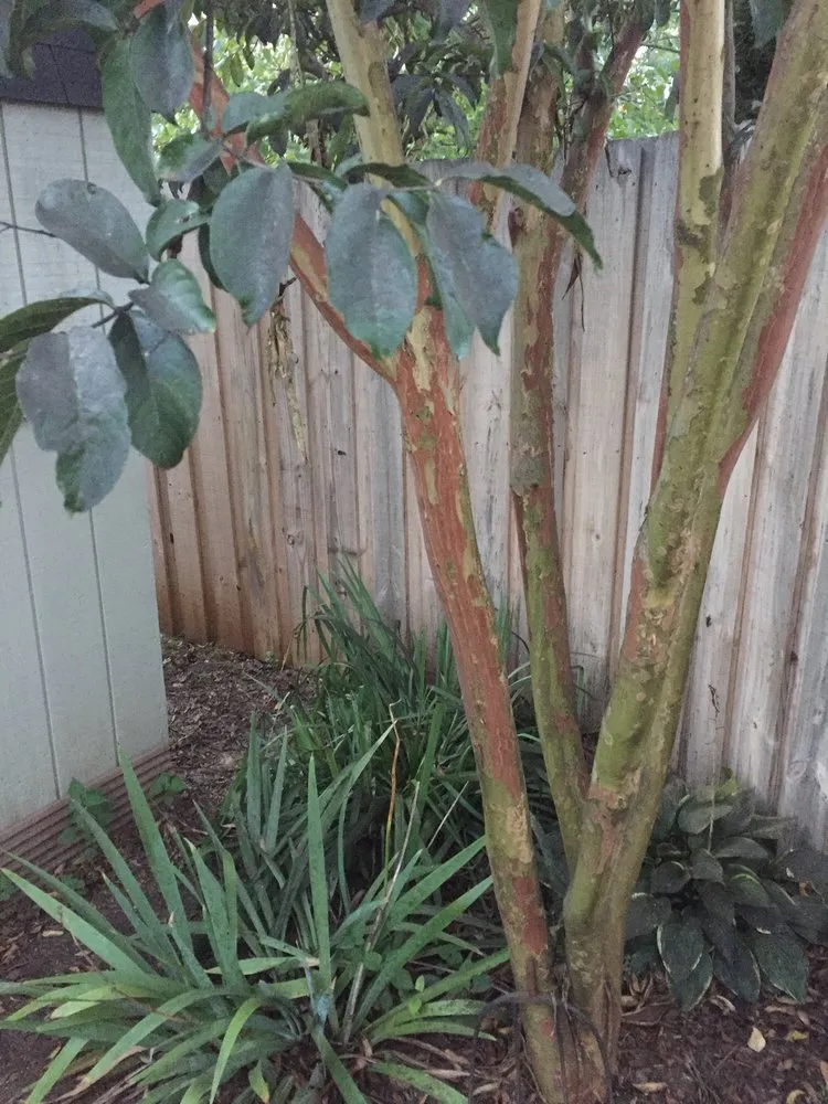 Affordable landscape design in Greer, SC by Weed Man