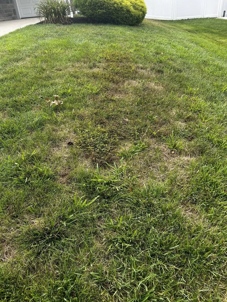 Trusted landscaping services experts serving Haddonfield, NJ - Weed Man