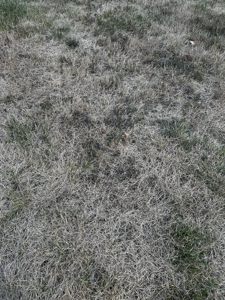 Top-rated yard cleanup service in Haddonfield, NJ by Weed Man