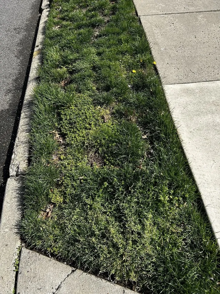 Local landscaping services in Haddonfield, NJ by Weed Man