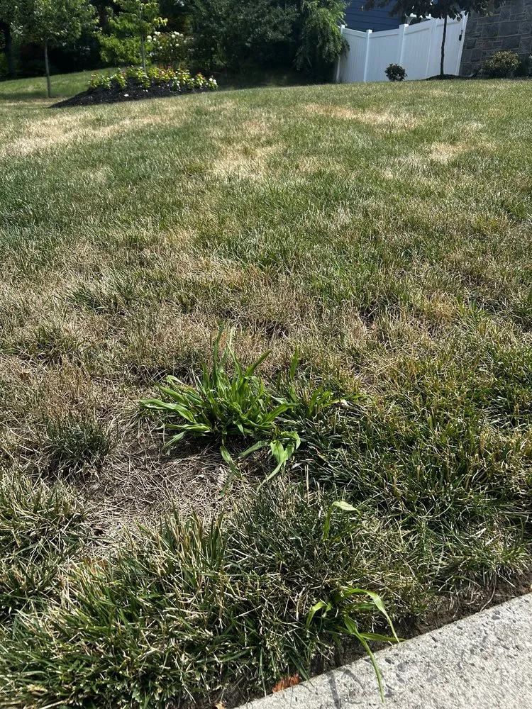 Affordable landscape design for residential properties in Haddonfield, NJ by Weed Man