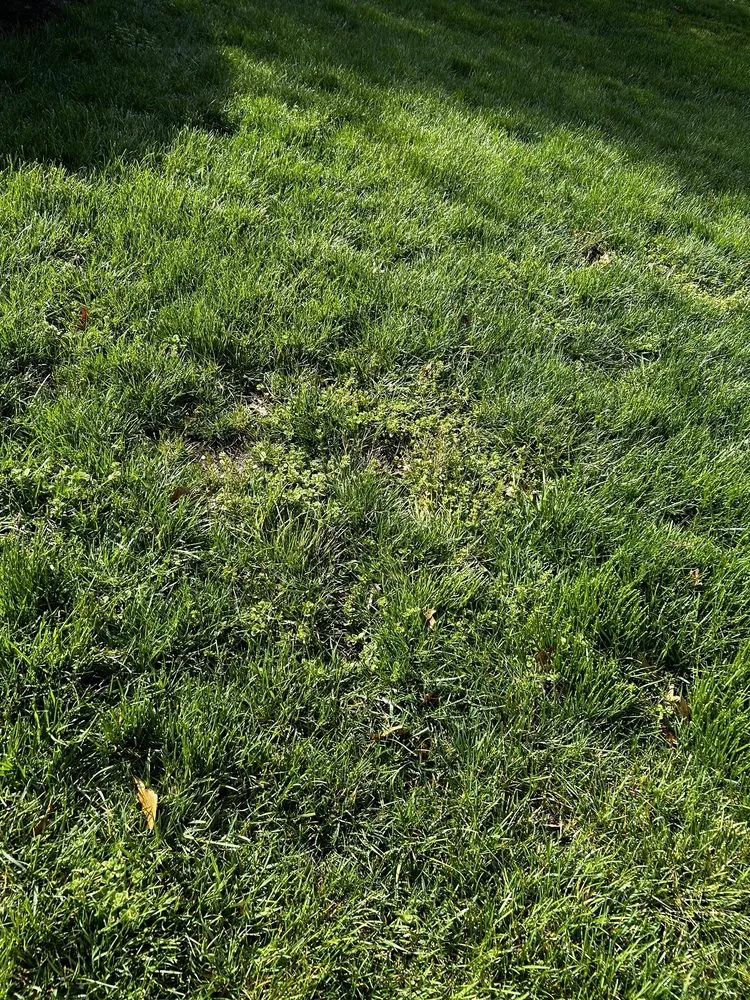 Local landscape installation experts serving Haddonfield, NJ - Weed Man