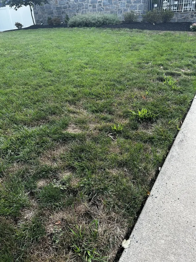 Top-rated yard cleanup service for beautiful yards in Haddonfield, NJ by Weed Man