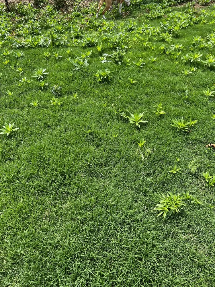 Custom yard cleanup service for beautiful yards across Hixson, TN - Weed Man