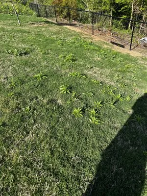 Weed Man