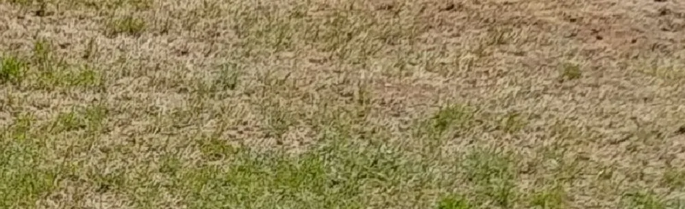 Reliable landscaping services experts serving Holly Springs, NC - Weed Man