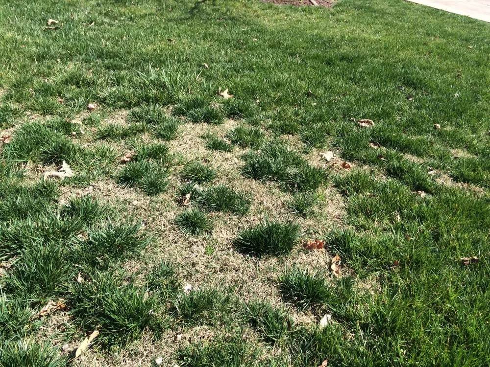 Custom lawn care service in Holly Springs, NC - Weed Man