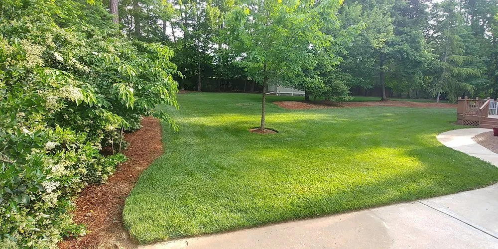 Professional yard cleanup service in Holly Springs, NC - Weed Man