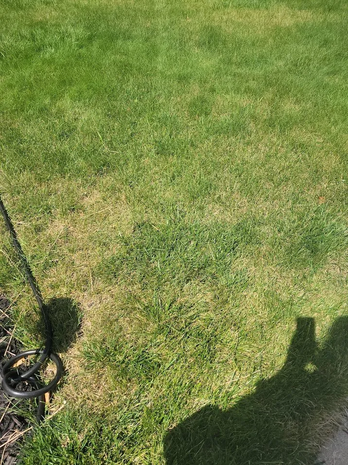 Affordable yard cleanup service for beautiful yards across Holt, MI - Weed Man