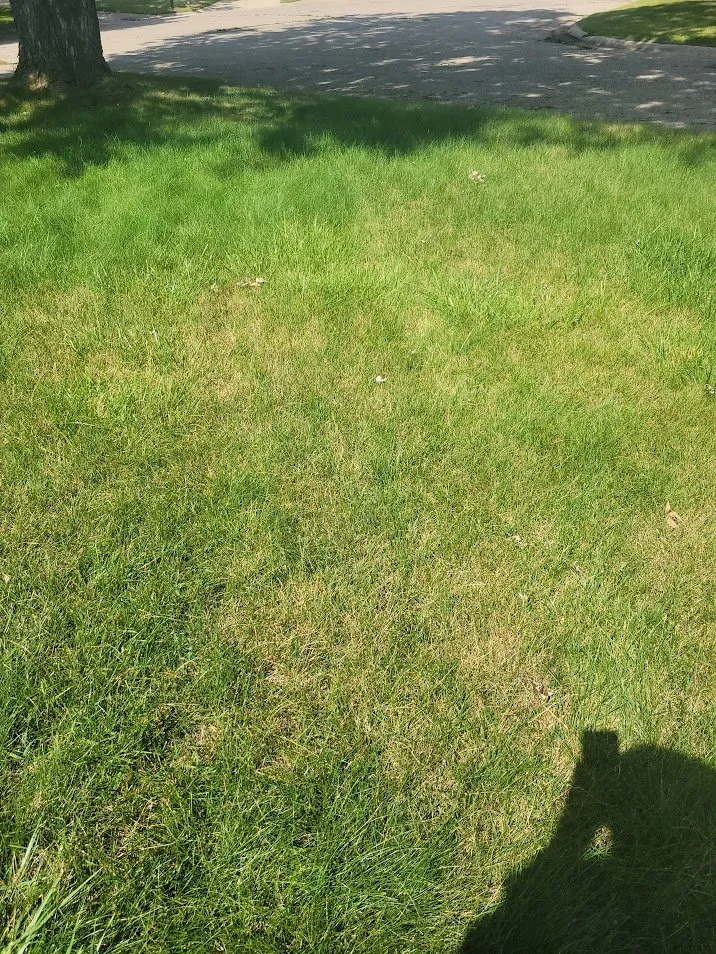 Local landscape installation for homes in Holt, MI by Weed Man