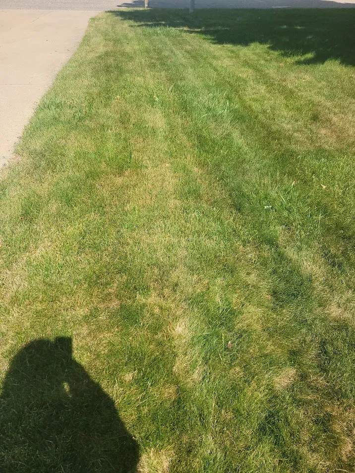 Custom yard cleanup service experts serving Holt, MI - Weed Man