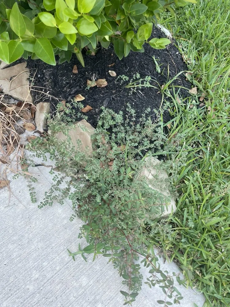 Expert lawn care service in Houston, TX by Weed Man