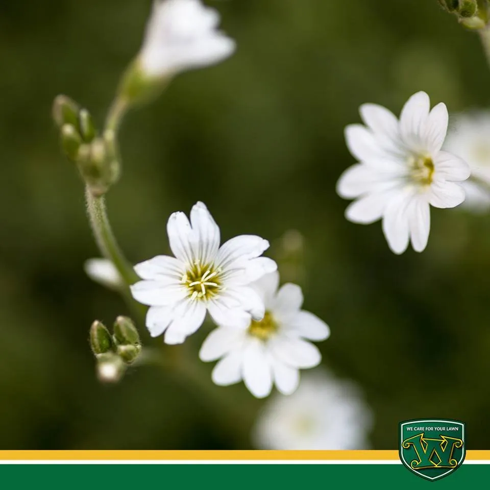 Trusted landscaping services in Houston, TX - Weed Man