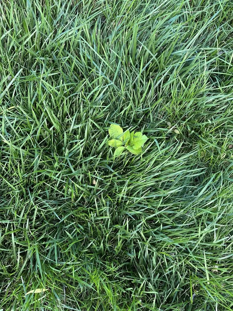 Professional landscaping services experts serving Indianapolis, IN - Weed Man