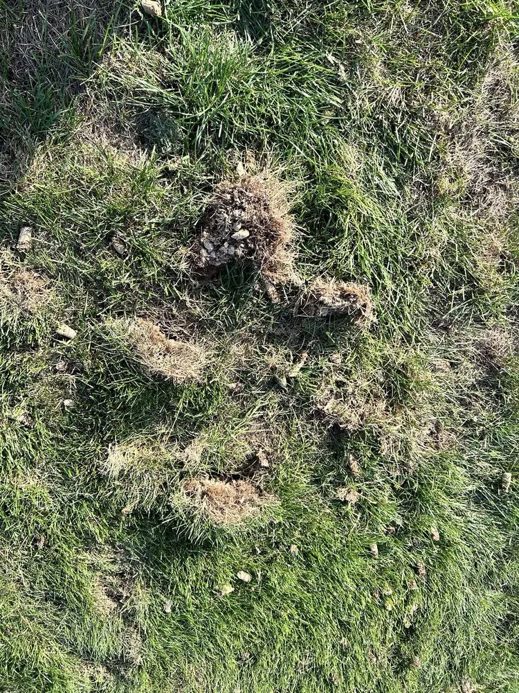 Expert lawn care service in Indianapolis, IN - Weed Man