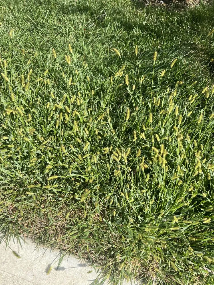 Trusted lawn mowing service for year-round maintenance in Indianapolis, IN by Weed Man