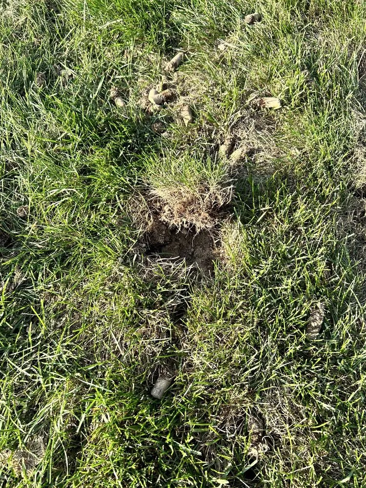 Trusted landscaping services in Indianapolis, IN - Weed Man