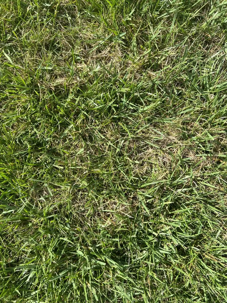 Affordable landscape design experts serving Indianapolis, IN - Weed Man