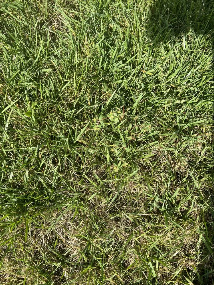 Custom landscape installation for year-round maintenance across Indianapolis, IN - Weed Man