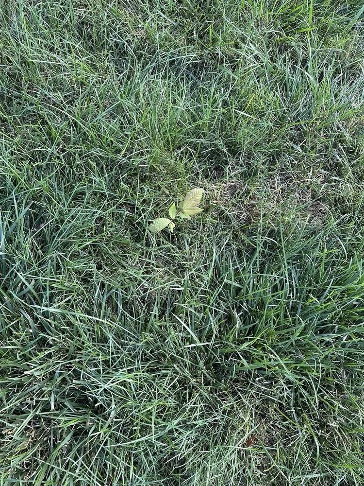 Top-rated landscaping services experts serving Indianapolis, IN - Weed Man