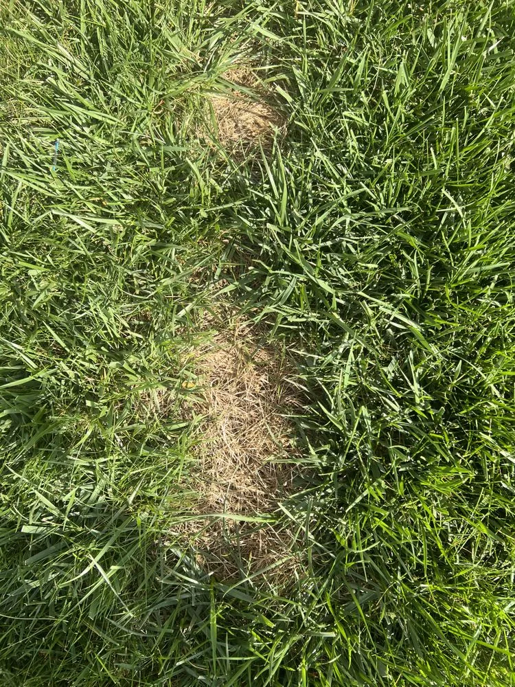 Reliable outdoor landscaping for outdoor upgrades across Indianapolis, IN - Weed Man