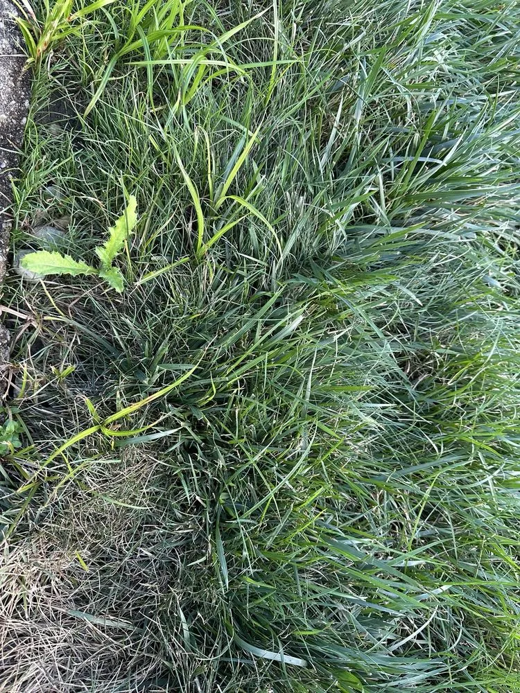 Affordable residential landscaping experts serving Indianapolis, IN - Weed Man