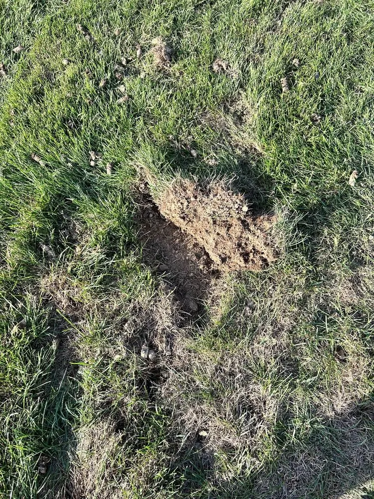 Trusted lawn care service in Indianapolis, IN by Weed Man