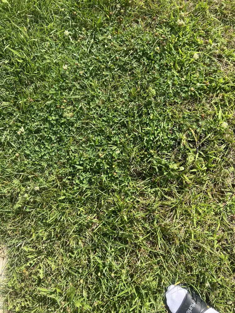 Trusted garden landscaping in Indianapolis, IN - Weed Man