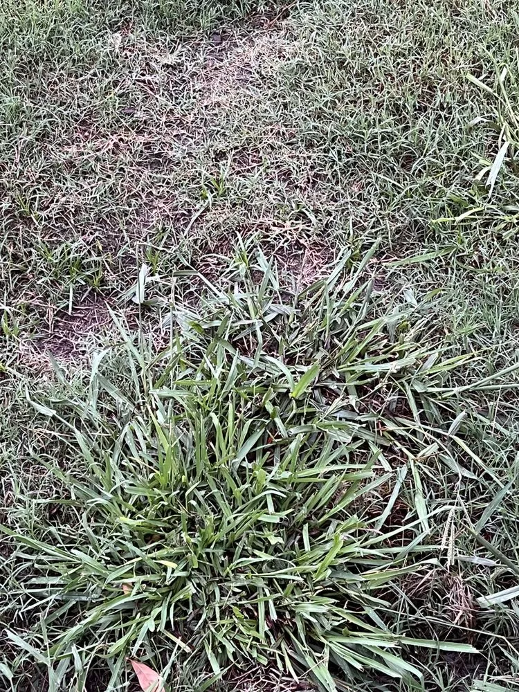 Expert yard maintenance near you across Justin, TX - Weed Man