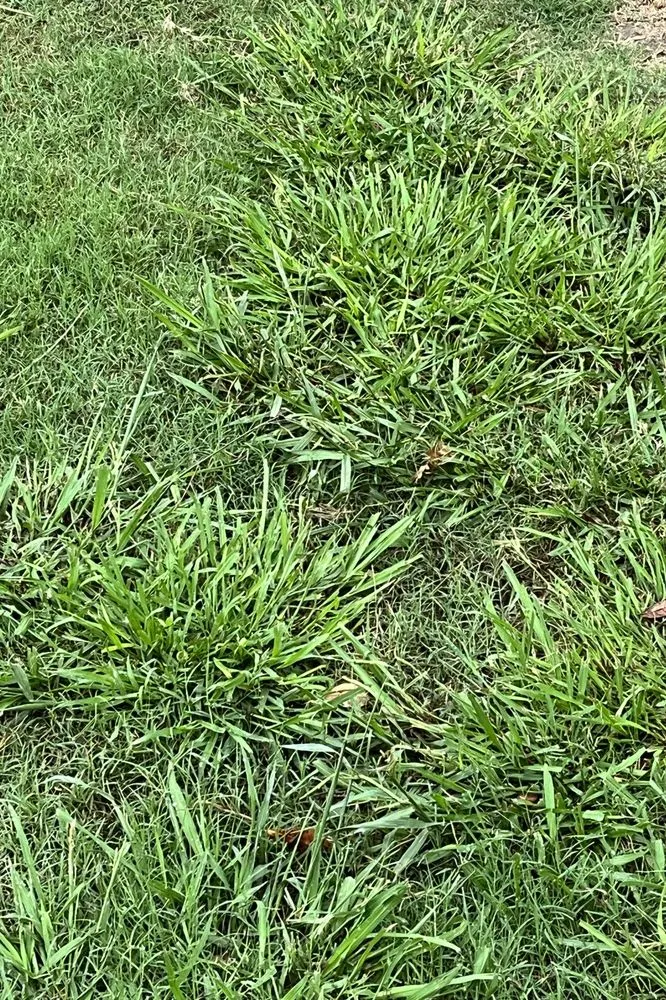 Expert landscape installation in Justin, TX - Weed Man