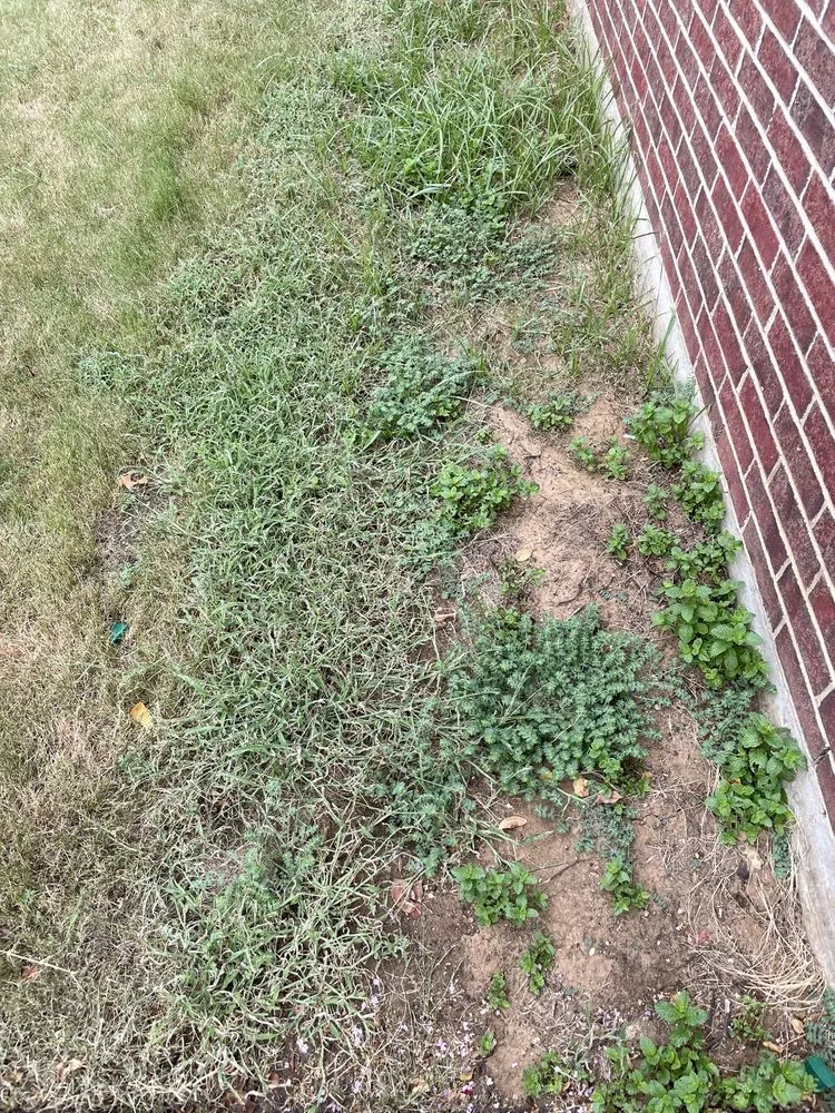 Custom garden landscaping in Justin, TX by Weed Man