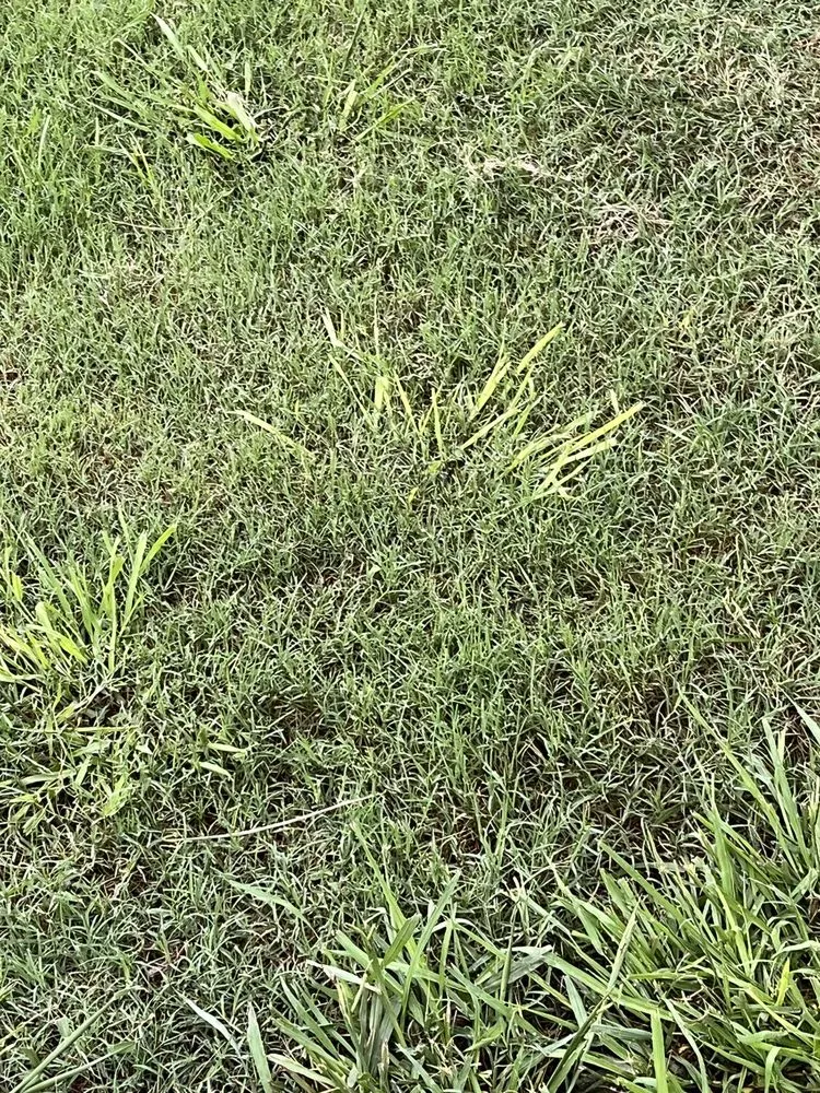 Local lawn mowing service in Justin, TX - Weed Man