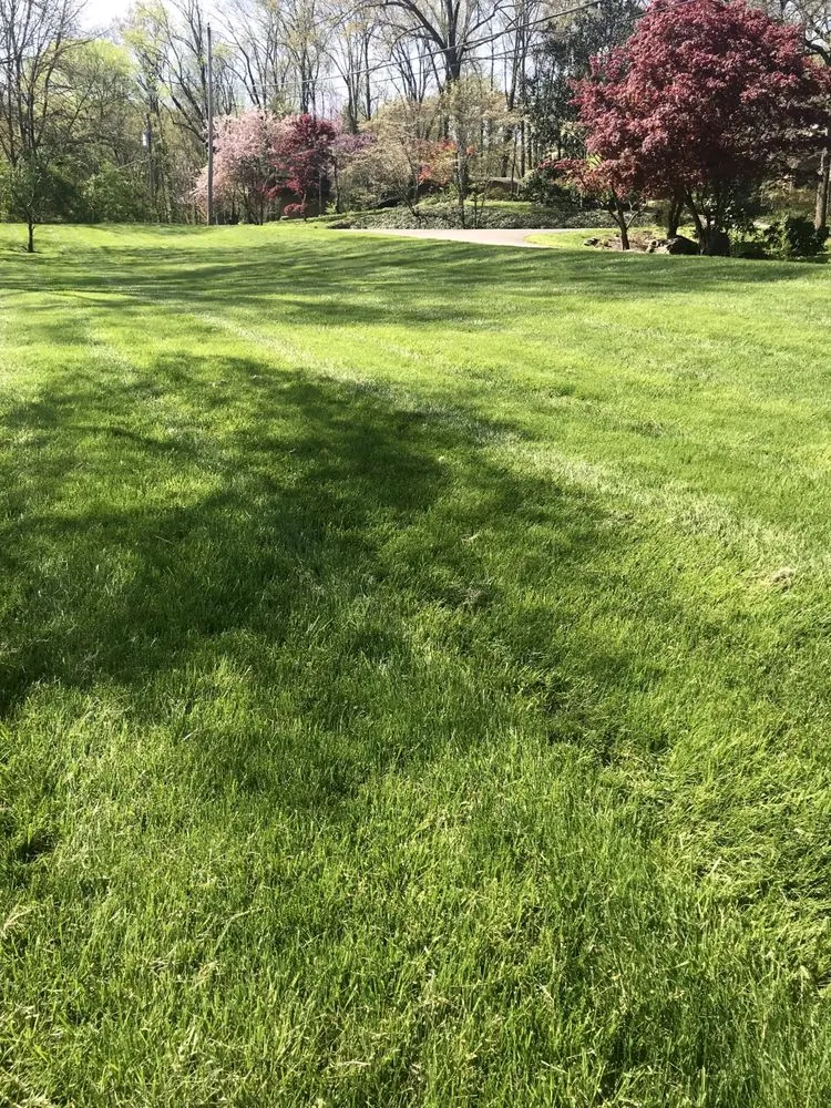 Trusted yard cleanup service in Knoxville, TN by Weed Man