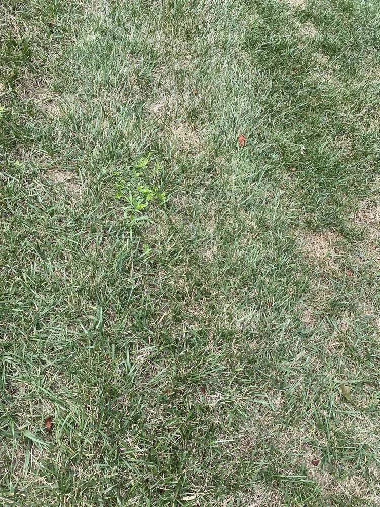 Custom outdoor landscaping in Knoxville, TN by Weed Man