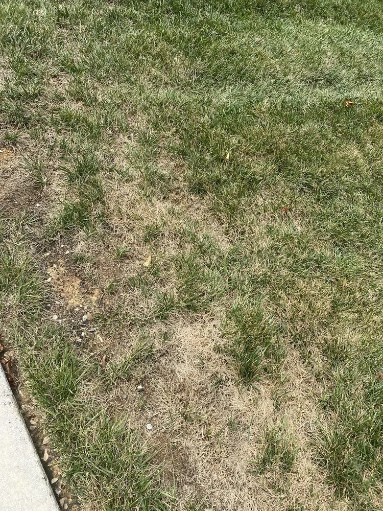 Expert lawn mowing service experts serving Knoxville, TN - Weed Man