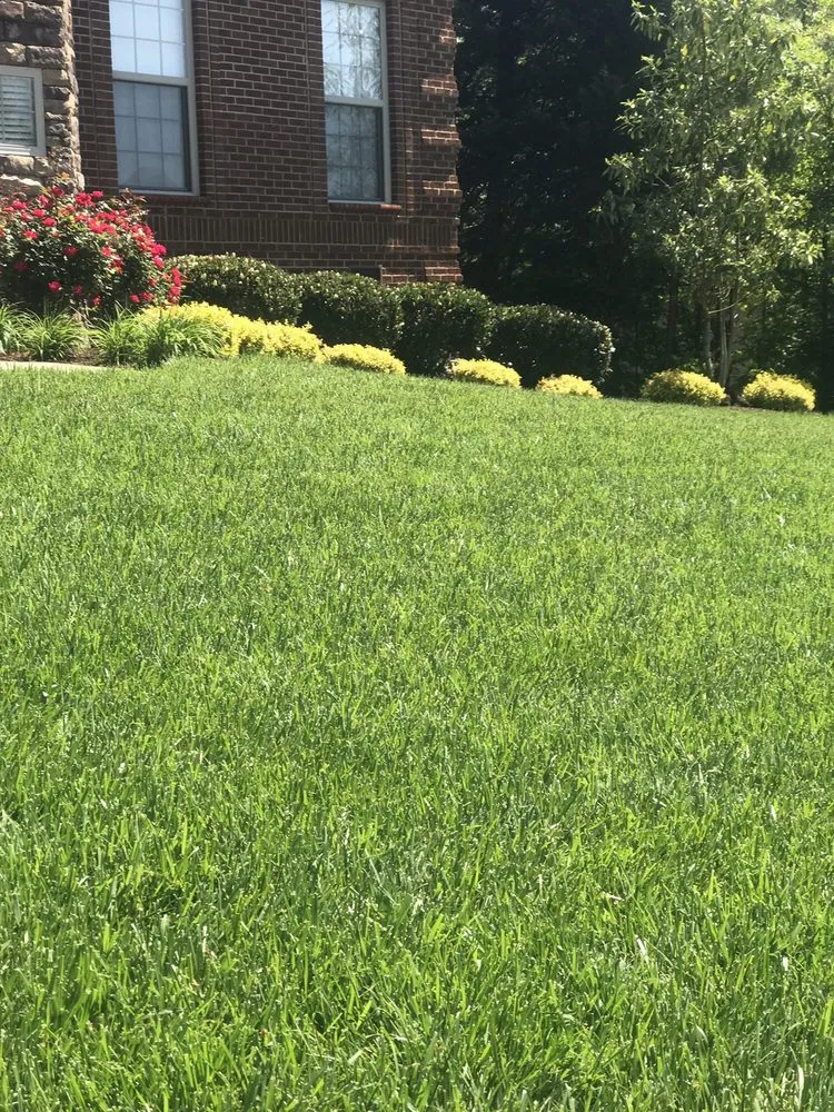 Trusted yard cleanup service in Knoxville, TN by Weed Man