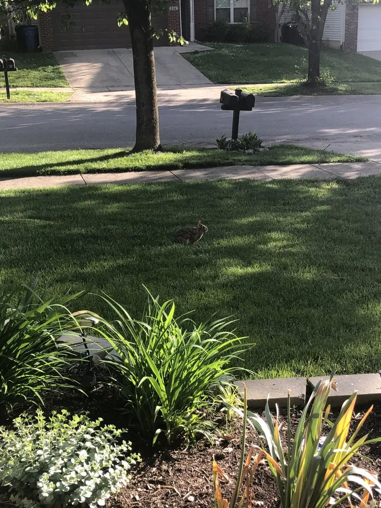 Reliable lawn care service with custom design across Lexington, KY - Weed Man