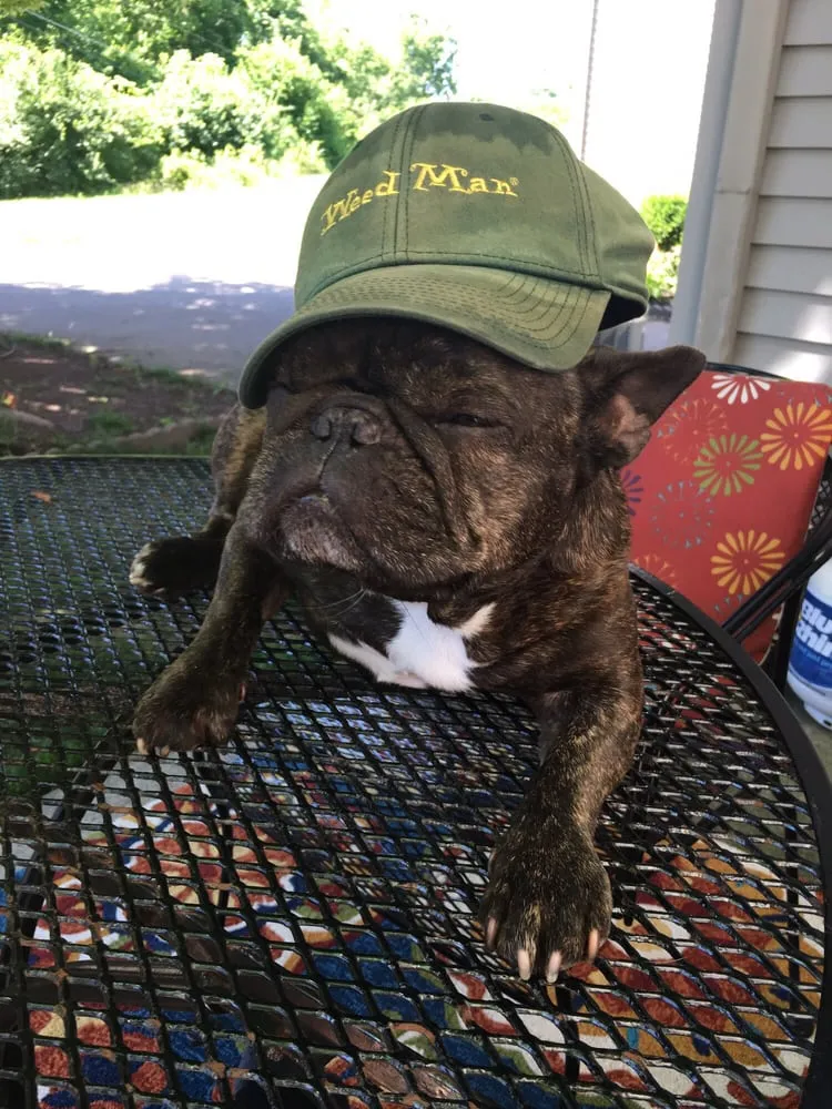 Custom outdoor landscaping experts serving Lexington, KY - Weed Man